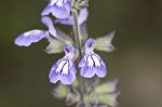 Nettleleaf sage