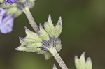 Nettleleaf sage