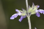 Nettleleaf sage