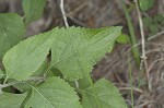 Nettleleaf sage