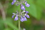 Nettleleaf sage