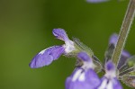 Nettleleaf sage