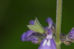 Nettleleaf sage