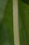 Nettleleaf sage