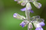 Nettleleaf sage