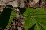 Nettleleaf sage