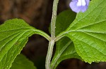 Nettleleaf sage