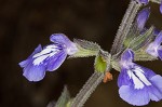 Nettleleaf sage