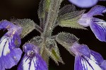 Nettleleaf sage