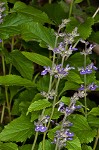 Nettleleaf sage