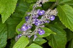 Nettleleaf sage