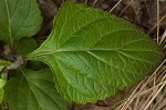 Nettleleaf sage