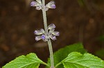 Nettleleaf sage