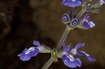 Nettleleaf sage