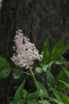 Red elderberry