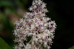 Red elderberry