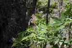 Red elderberry