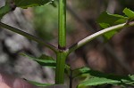 Red elderberry