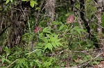 Red elderberry