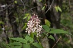 Red elderberry