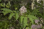 Red elderberry