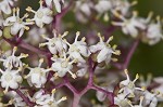 Red elderberry