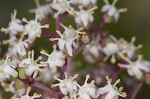 Red elderberry