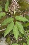 Red elderberry