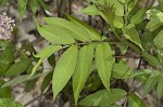 Red elderberry