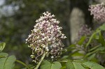 Red elderberry