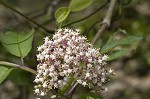 Red elderberry