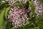 Red elderberry