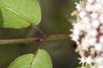 Red elderberry