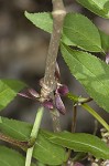 Red elderberry