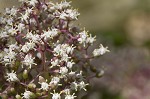 Red elderberry