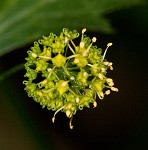 Small's blacksnakeroot