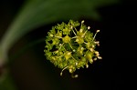 Small's blacksnakeroot