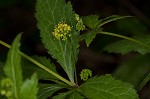 Small's blacksnakeroot