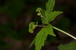 Small's blacksnakeroot