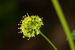 Small's blacksnakeroot