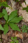 Small's blacksnakeroot