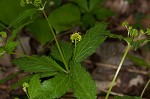 Small's blacksnakeroot