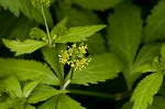 Small's blacksnakeroot