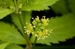 Small's blacksnakeroot