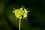 Small's blacksnakeroot