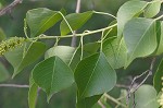 Tallowtree <BR>Chinese tallow tree