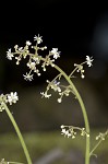 Lettuceleaf saxifrage <BR>Mountain lettuce