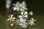 Lettuceleaf saxifrage <BR>Mountain lettuce