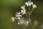 Lettuceleaf saxifrage <BR>Mountain lettuce