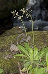 Lettuceleaf saxifrage <BR>Mountain lettuce